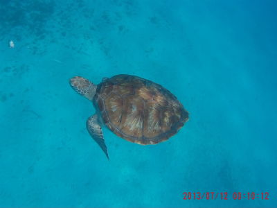 Korytnačka neďaleko pláže Brownes Beach