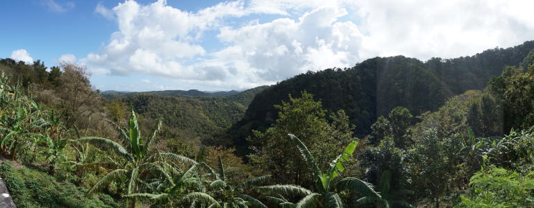 Bujná vegetácia ostrova Svätá Lucia