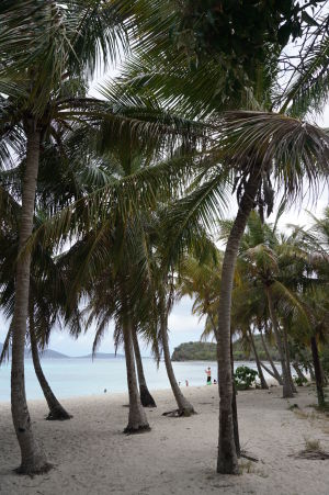 Palmy na pláži Smuggler's Cove