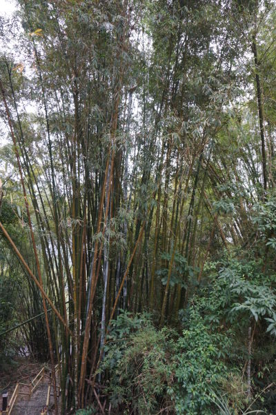 Bambusová záhrada pri Jazere Slnka a Mesiaca (Sun Moon Lake) na Taiwane