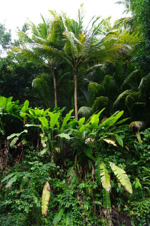Dominika je jednoducho zelený ostrov