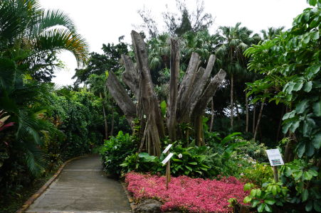Botanická záhrada na Guadeloupe
