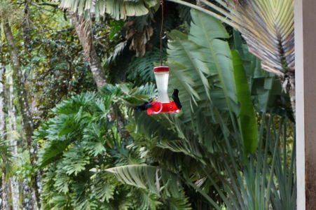 Kolibríky v botanickej záhrade Jardin de Balata na Martiniku