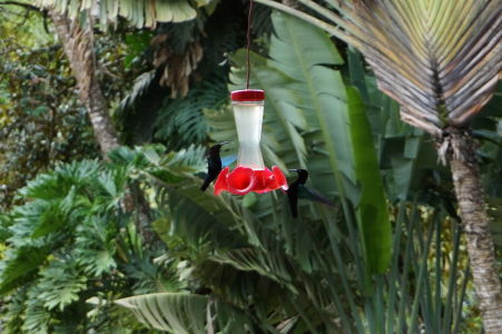 Kolibríky v botanickej záhrade Jardin de Balata na Martiniku