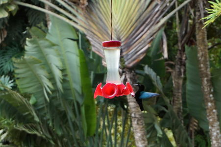 Kolibrík v botanickej záhrade Jardin de Balata na Martiniku