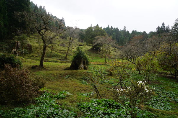 Magnolia Garden (Záhrada magnólií) v Ališane