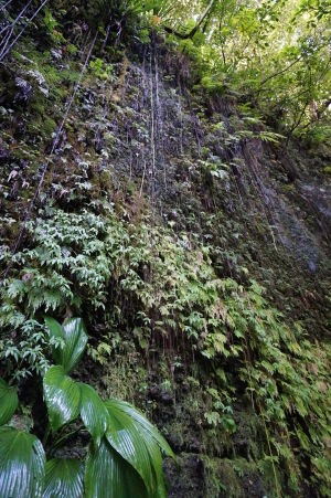 Príroda obkolesujúca vodopády Spanny Falls je nádherne zelená 
