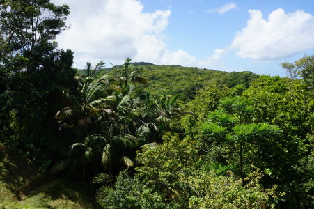 Uprostred Tobaga sa rozprestiera tropický les