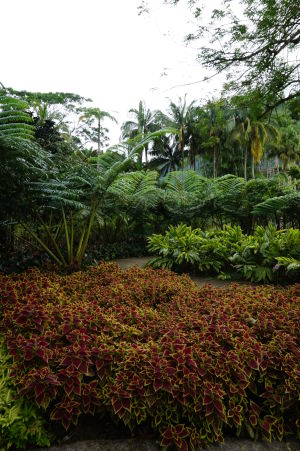 Botanická záhrada Jardin de Balata na Martiniku