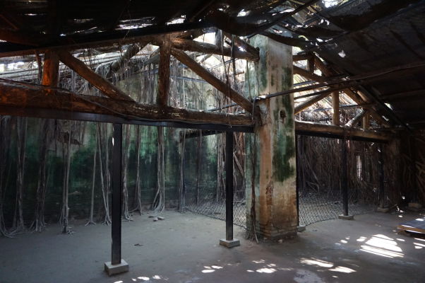 Stromový dom (Treehouse) v Tchaj-nane - korene banyánov pohlcujú múry bývalého skladu