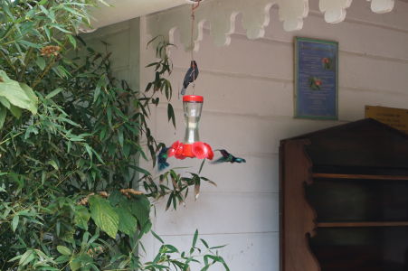 Kolibríky v botanickej záhrade Jardin de Balata na Martiniku