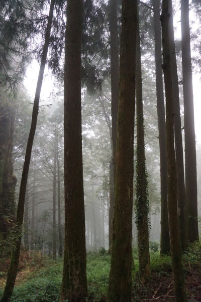 Keď do Ališanu zavítajú oblaky, atmosféra celého cyprusového lesa sa zmení