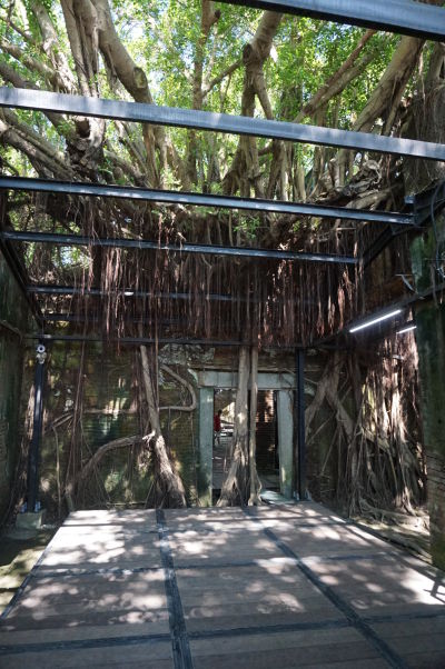 Stromový dom (Treehouse) v Tchaj-nane - korene banyánov pohlcujú múry bývalého skladu