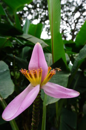 Botanická záhrada na Guadeloupe je samozrejme bohatá na kvety