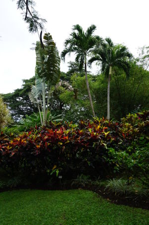 Botanická záhrada na Guadeloupe