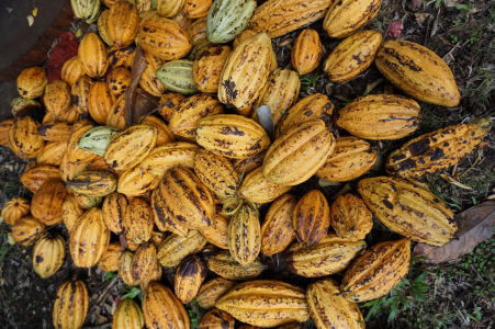 Kakaové bôby