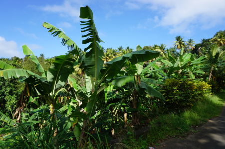 Banánovníkové plantáže na Dominike