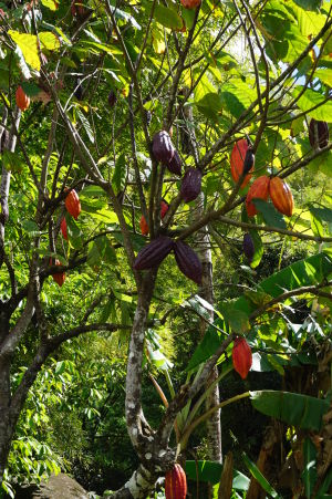 Na Grenade môžete vidieť ako vyzerá kakaovník a jeho plody, z ktorého bude neskôr čokoláda