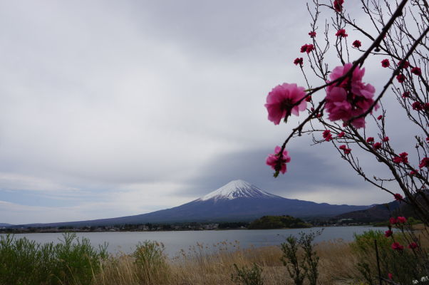 Sopka Fudži pri pohľade od jazera Kavaguči