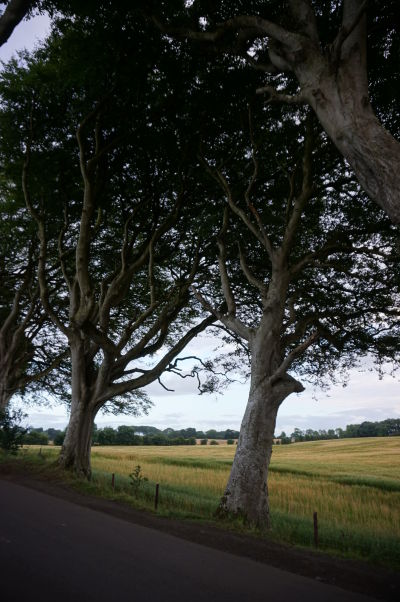 Dark Hedges v Severnom Írsku - Filmová "Kráľova cesta" z Game of Thrones