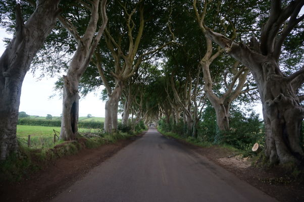 Dark Hedges v Severnom Írsku - Filmová \"Kráľova cesta\" z Game of Thrones