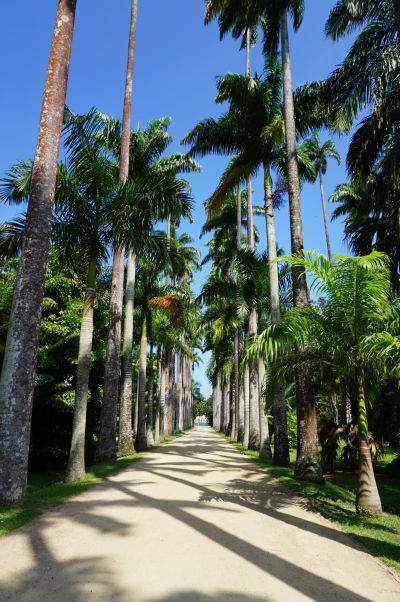Botanická záhrada v Riu de Janeiro - palmová alej