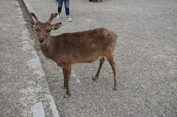 Drzé malé jelene v Nare robia oči na turistov a skúšajú vydrankať maškrtu