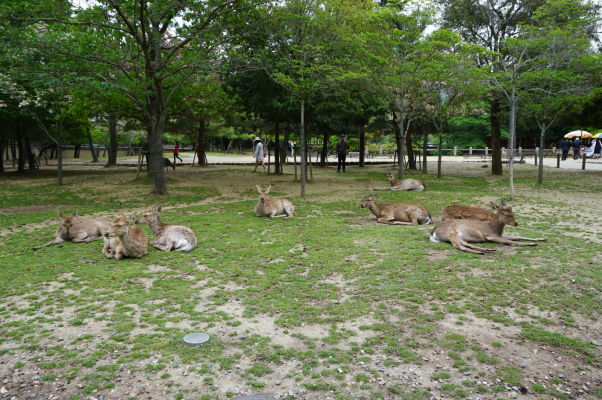 Drzé malé jelene v Nare robia oči na turistov a skúšajú vydrankať maškrtu
