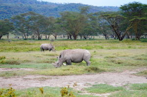 Biele nosorožce v Nakuru