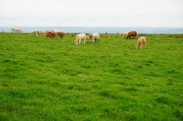 Všadeprítomné kravy sa pasú na Moherských útesoch (Cliffs of Moher) na západnom pobreží Írska