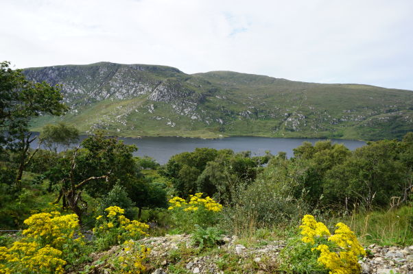 Národný park Glenveagh v Írsku - vegetácia je tak bujná, ako by to človek na ostrove prezývanom "smaragdový" očakával