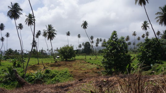 Palmy na ostrove Svätý Vincent
