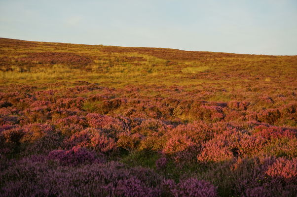 Okolie hory Snaefell - pri horskej ceste Snaefell Mountain Road rastú v lete typické fialové kvety