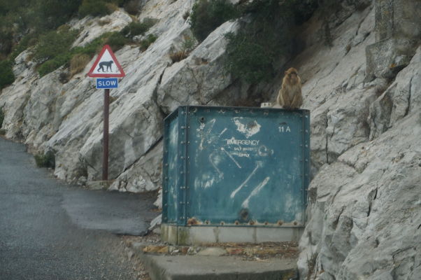 Na prítomnosť makakov na Gibraltári upozorňujú i dopravné značky... ale i samotné makaky