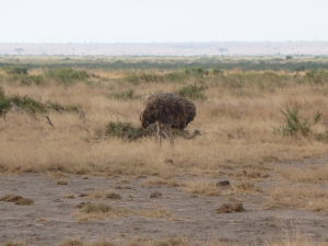 Pštros v Amboseli