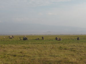 Slony v Amboseli