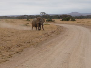 Utekajúci slon v Amboseli