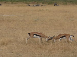 Gazelky v Amboseli si vybavujú účty
