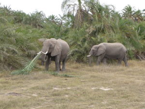 Slony v Amboseli