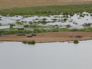 Hrochy v Amboseli