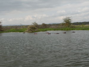 Hrochy v jazere Naivasha