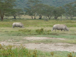 Biele nosorožce v Nakuru