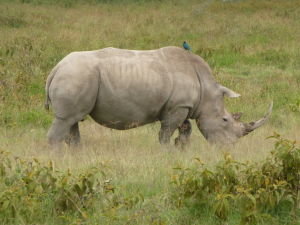 Biely nosorožec