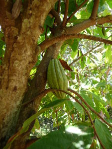 Kakaovník a kakaový bôb, z ktorého bude lahodná čokoláda