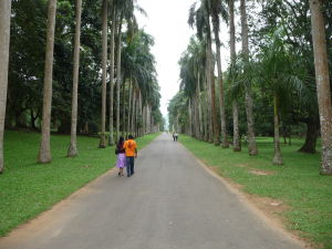 Palmová ulička v botanickej záhrade