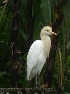 Bubulcus ibis