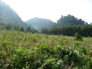 Výlet do džungle neďaleko Luang Prabang