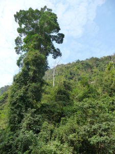 Výlet do džungle neďaleko Luang Prabang