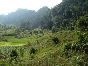 Výlet do džungle neďaleko Luang Prabang