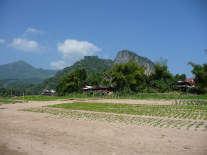 Sútok riek Nam Ou a Mekong - Sadeničky burákov